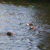 hundetreffen 03.09.2016 555